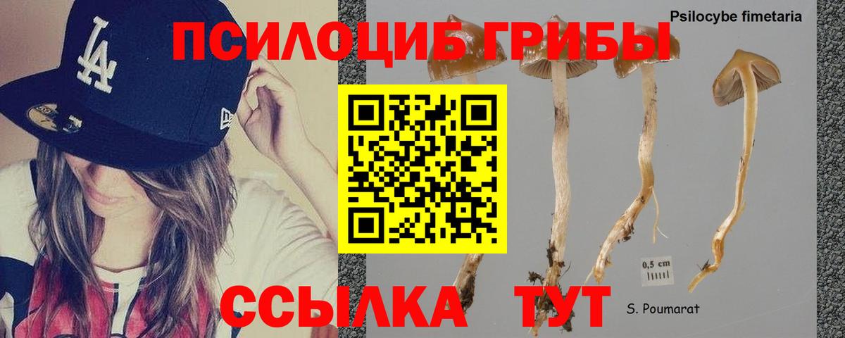 Псилоцибиновые грибы мицелий Ухта